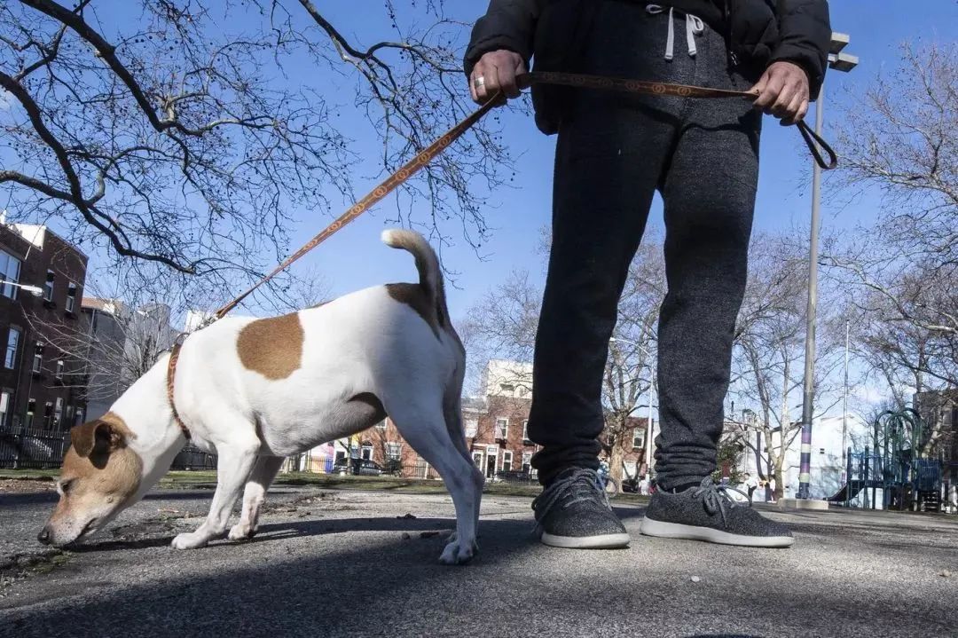 文明養犬知多少？切記做到“寵愛”有方~